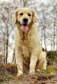Portrait of dog sitting on field