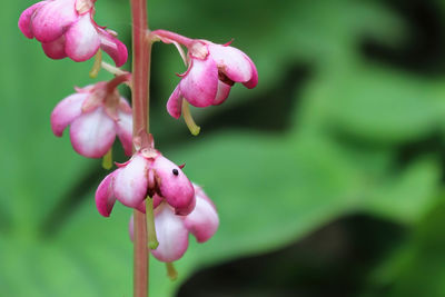 Close-up of pink flowering plant