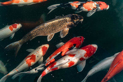 View of koi carps swimming in sea