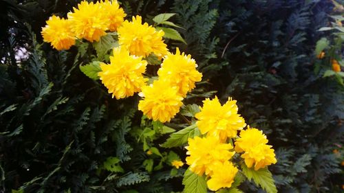 Close-up of yellow flower