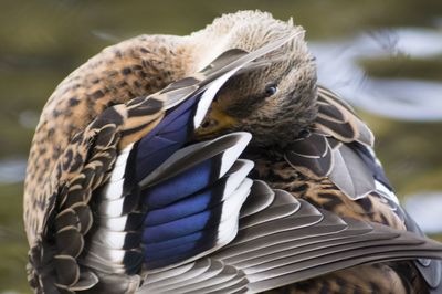 Close-up of bird against lake