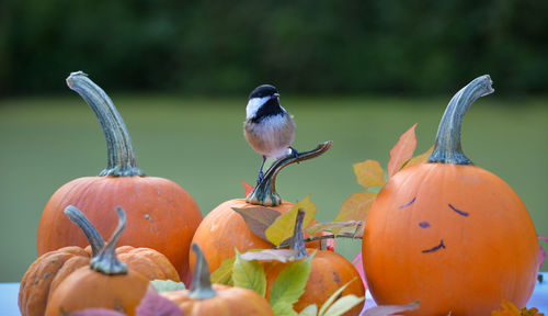 Close-up of bird perching on plant