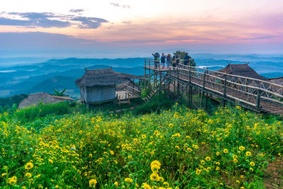 Yellow flowers growing on land against sky during sunset