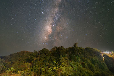 Low angle view of trees against star field at night