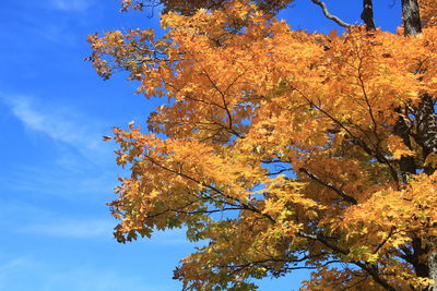 Low angle view of trees against blue sky