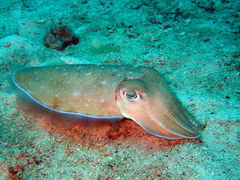 High angle view of fish swimming in sea