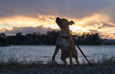 Dog standing on beach during sunset