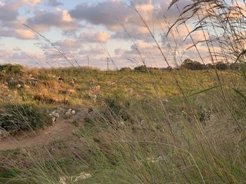 Scenic view of field against sky during sunset