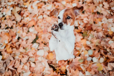 Beautiful black labrador sitting outdoors on brown leaves background, wearing a grey scarf. autumn 