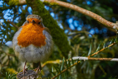 Close-up of bird perching on tree