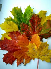 Close-up of autumn leaves