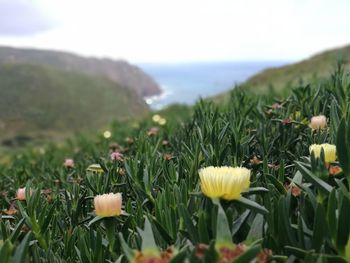 Close-up of flowering plants on land against sky