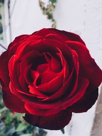 Close-up of red rose