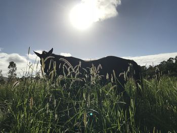 View of an animal on field
