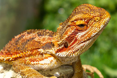 Close-up of a lizard