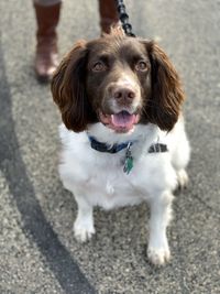 High angle portrait of dog standing outdoors