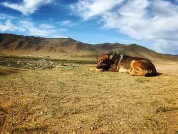 Horse on field against sky