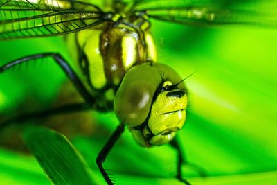 Close-up of insect on leaf