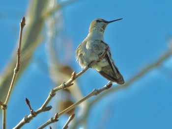 Low angle view of bird perching on branch