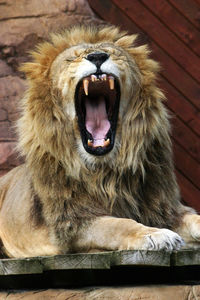 Close-up of lion roaring at zoo