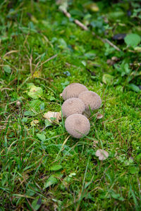 Close-up of mushroom growing on field