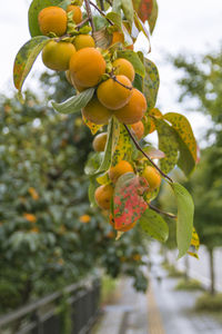 Close-up of fruits growing on tree