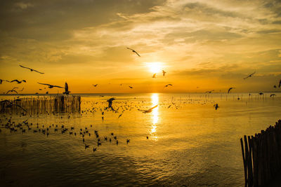 Silhouette birds flying over sea against sky during sunset
