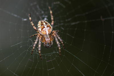 Close-up of spider on web