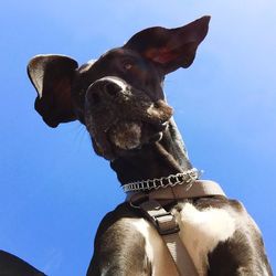 Low angle view of tree against sky