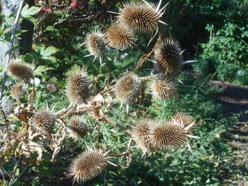 plant