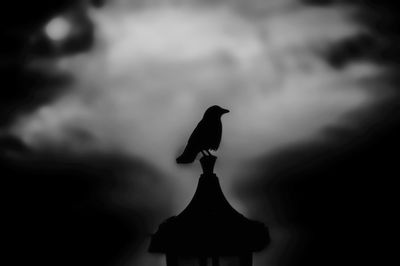 Silhouette bird on rock against sky