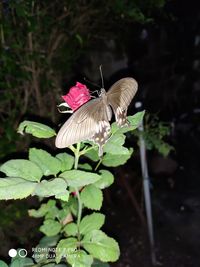 Butterfly on pink flower