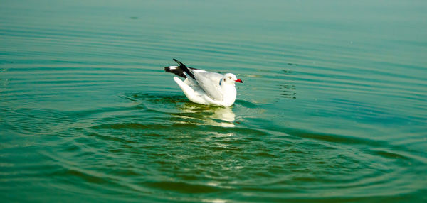 Duck swimming in a lake