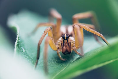 Close-up of spider on green plant 