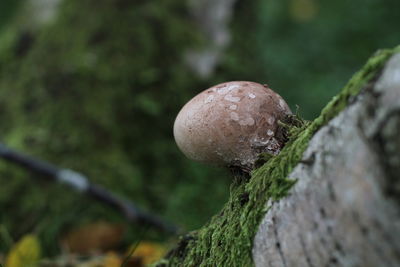 Close-up of mushroom growing on tree