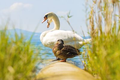 The hidden swan and ducks on a lake constance