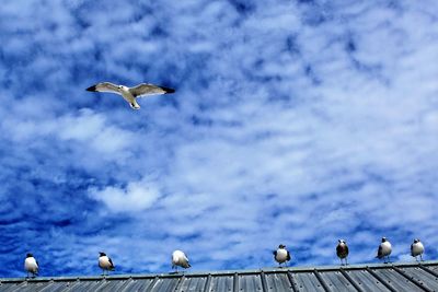 Seagulls flying against the sky