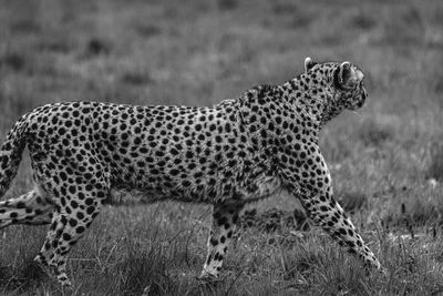 Cheetah walking on field