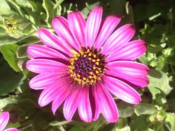 Close-up of pink flower