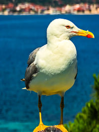 Close-up of seagull perching