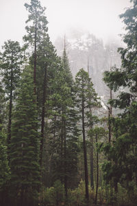 Trees in forest against sky