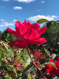 Close-up of red flowers blooming against sky