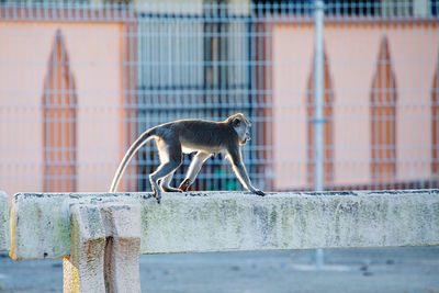 Monkey on wall