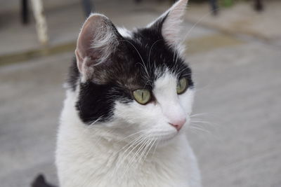 Close-up of cat looking away