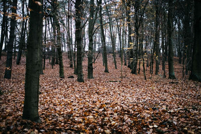 Trees in forest during autumn