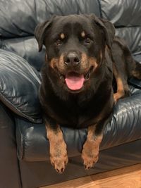 Close-up portrait of dog relaxing on bed at home