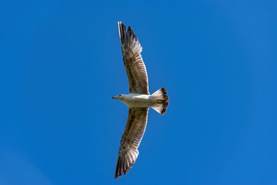Huge seagull flying on the blue sky center of the frame opened wings