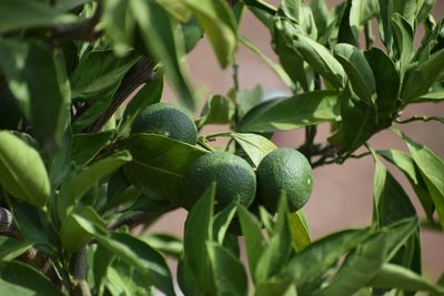 Close-up of fruits growing on tree