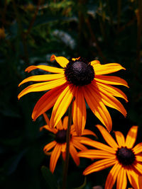 Close-up of yellow daisy flower