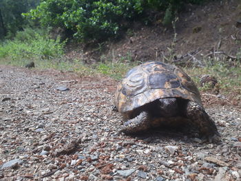 Close-up of a turtle on ground